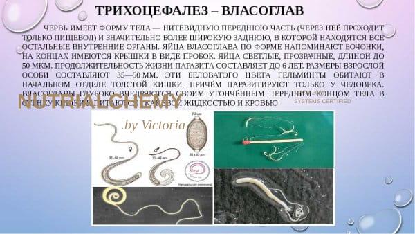 Власоглав